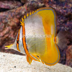 Margined Coralfish  (click for more detail)