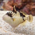 Yellowmargin Triggerfish (click for more detail)
