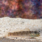 Sleeper Striped Goby  (click for more detail)