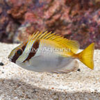 Two Barred Rabbitfish (click for more detail)