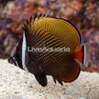 Pakistan Butterflyfish (click for more detail)