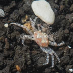 Pom Pom Crab  (click for more detail)