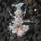 Harlequin Shrimp (click for more detail)