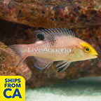 Black Bar Hogfish (click for more detail)