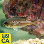 Brown Damselfish (click for more detail)