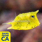 Longhorn Cowfish  (click for more detail)