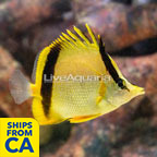 Marcella Butterflyfish (click for more detail)