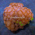 Red People Eater and Green People Eater Colony Polyp Rock Zoanthus Indonesia IM (click for more detail)