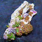 Wham'n Watermelon and Radioactive Dragon Eye Colony Polyp Rock Zoanthus Indonesia IM (click for more detail)