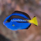 Africa Blue Tang (click for more detail)