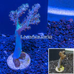LiveAquaria® Cultured Pineapple Tree Coral  (click for more detail)