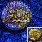 LiveAquaria® Cultured Leptastrea Coral (click for more detail)