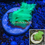 LiveAquaria® Cultured Cabbage Leather Coral (click for more detail)