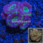 LiveAquaria® Cultured Ultra Acan Lord Coral (click for more detail)