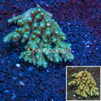 Acropora Coral Australia (click for more detail)