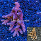 Acropora Coral Australia (click for more detail)
