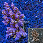 Acropora Coral Australia (click for more detail)