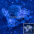Colony Polyp Combo Rock (click for more detail)
