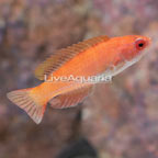 Carpenter's Flasher Wrasse,  Initial Phase Male (click for more detail)