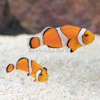 USA Captive-Bred Extreme Misbar Ocellaris Clownfish, Pair (click for more detail)