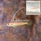 Yasha Goby (Bonded Pair) (click for more detail)