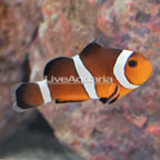 USA Captive-Bred Ocellaris Clownfish (click for more detail)