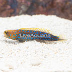 Blue Spotted Jawfish  (click for more detail)
