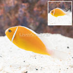 Pink Skunk Clownfish (Bonded Pair) (click for more detail)