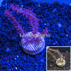 LiveAquaria® Cultured Pink Gorgonia Coral (click for more detail)