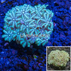 USA Cultured Pipe Organ Coral (click for more detail)