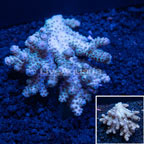 Bushy Acropora Coral Australia  (click for more detail)