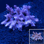 Strawberry Shortcake Acropora Australia Coral (click for more detail)