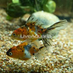 Fancy Fantail Goldfish, Pair (click for more detail)