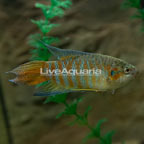 Blue Paradisefish (click for more detail)