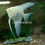 Albino Marble Angelfish  (click for more detail)