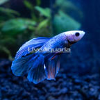 Blue Marble Doubletail Betta, Male  (click for more detail)