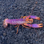 Debelius Reef Lobster (click for more detail)