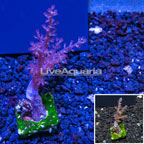 Australia Cultured Tree Coral (click for more detail)
