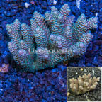 Bushy Acropora Coral Australia (click for more detail)