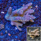 Bushy Acropora Coral Australia (click for more detail)