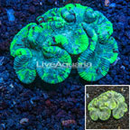 Open Brain Coral Australia (click for more detail)