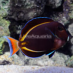 Achilles White Cheek Tang Hybrid EXPERT ONLY (click for more detail)