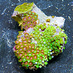 Radioactive Dragon Eye and Wham'n Watermelon Colony Polyp Rock Zoanthus Indonesia IM (click for more detail)