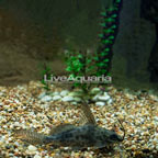 High-fin Syndodontis Catfish (click for more detail)