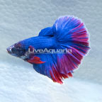 Blue/Red Halfmoon Betta, Male (click for more detail)