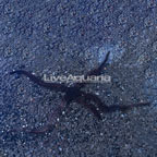 Black Brittle Sea Star (click for more detail)