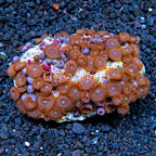 Red People Eater Colony Polyp Rock Zoanthus Indonesia IM (click for more detail)