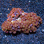 Red People Eater Colony Polyp Rock Zoanthus Indonesia IM (click for more detail)