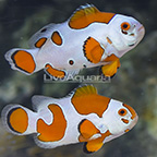USA Captive-Bred Orange Storm Clownfish (Bonded Pair) (click for more detail)