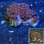 Zoanthus Coral Australia (click for more detail)